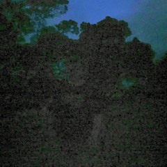 apologies and grapes_live at the bird