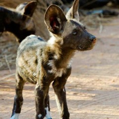Dogs In Africa