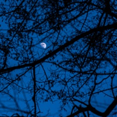 Beethoven - Moonlight Sonata 1st Movement