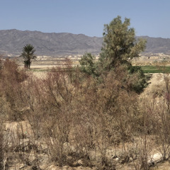 l- Jungle Mehrban Botenen  Minhaj Mukhtar  New Ghazal