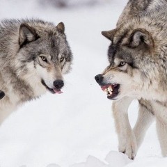 Тбили (Жека кто там?) - Волки