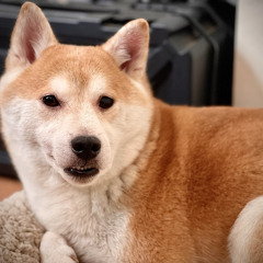doge-takes-the-lead.mp3