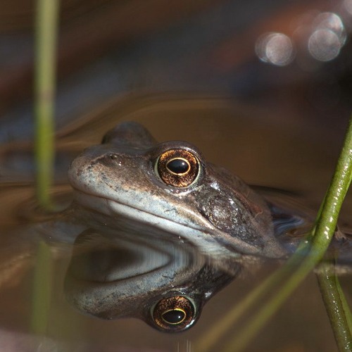 Common Frog calls, United Kingdom, 1960s
