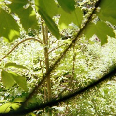 Flying Rats And Cats