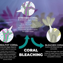 What's Coral Bleaching And Why Should We Support Restoration | Collaborative For Change