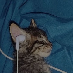 Where Is My Silly Mind?