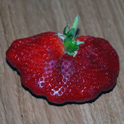 Sparta Strawberry V3 Base