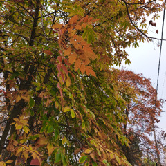 Vizar - Into the Labyrinth