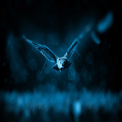 Nocturnal