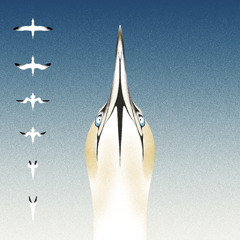 20syl & Christophe Panzani - Sula Bassana