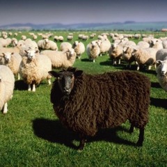 Sheep (Prod. By Chxse Bank)