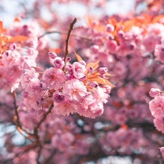 feels like blossoms.