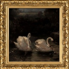 two swans