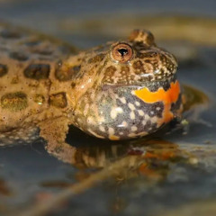 Frogs & Owls