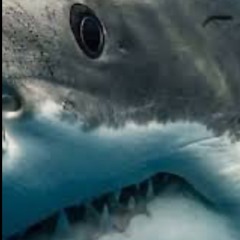 shark a bitch