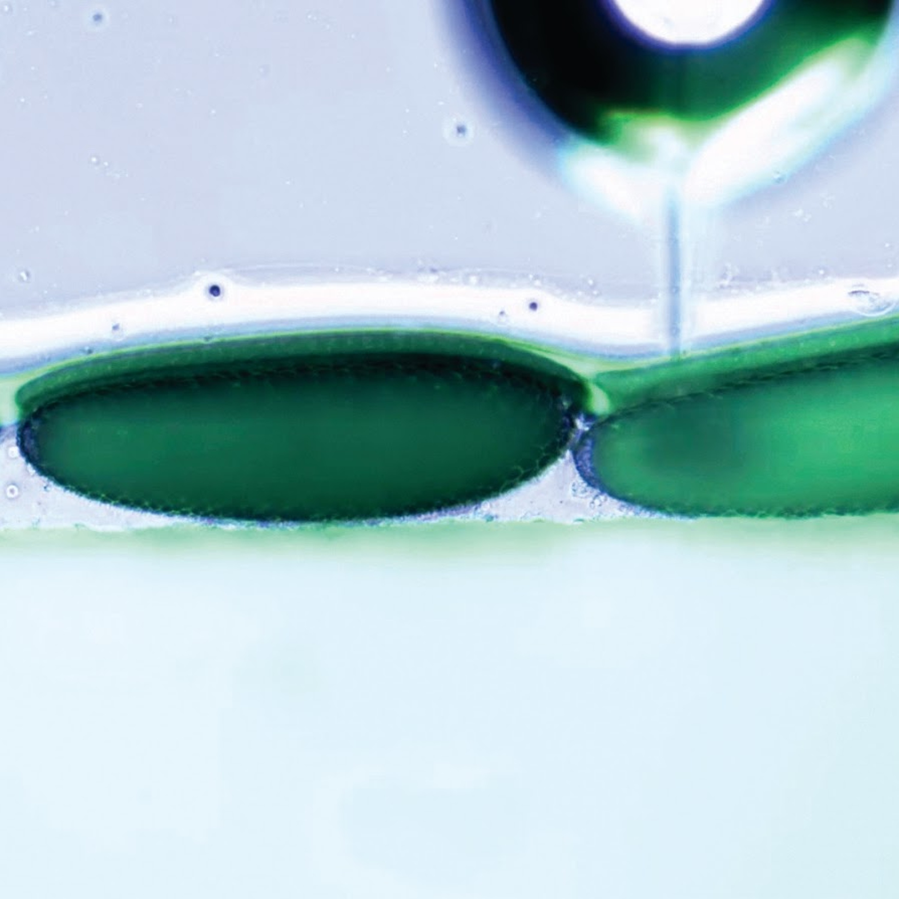 Scienceline