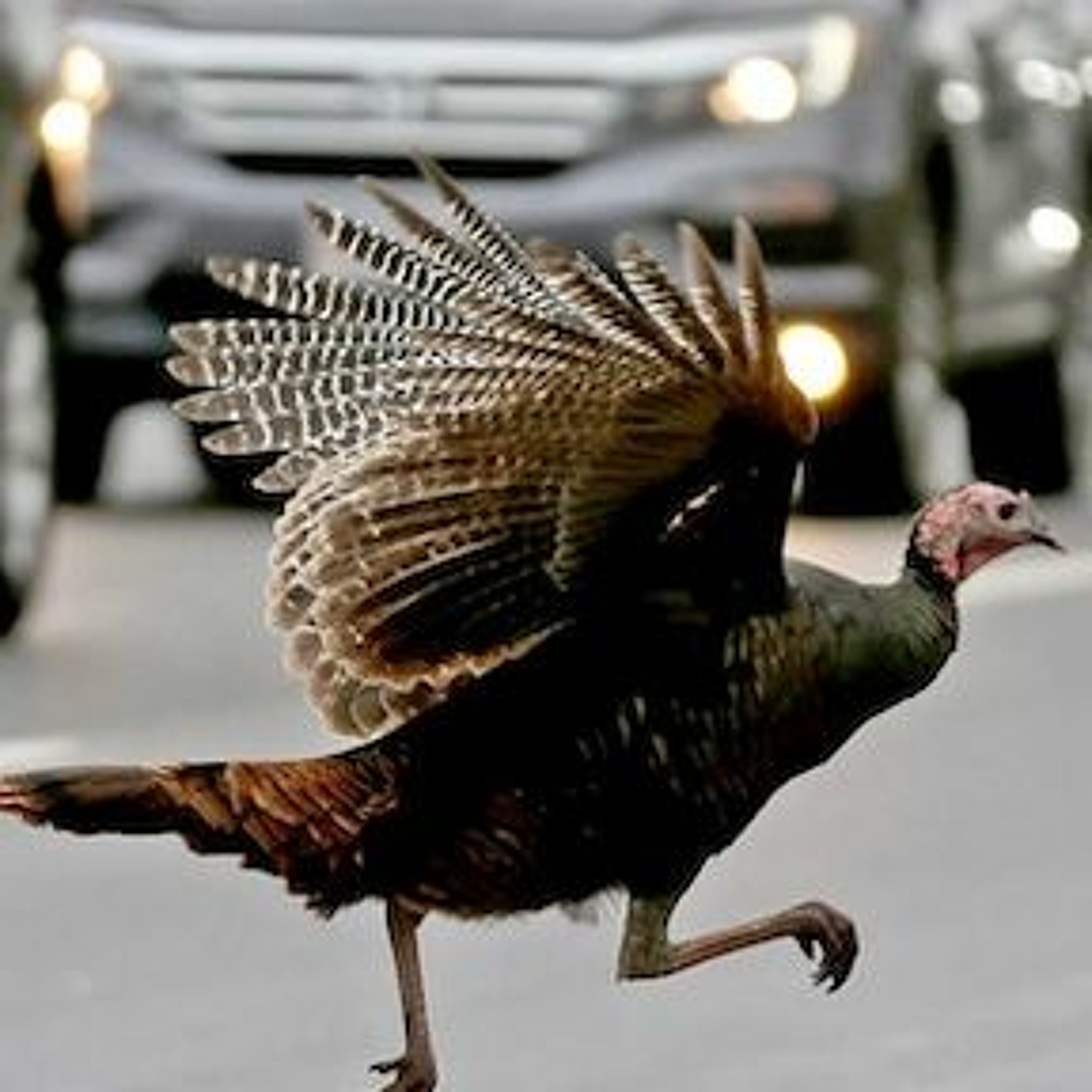 Talkin To The Wall, Episode 61, November 22, 2022:  Jive Turkeys Jive Turkeying episode artwork