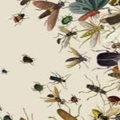 Vbass -Insects