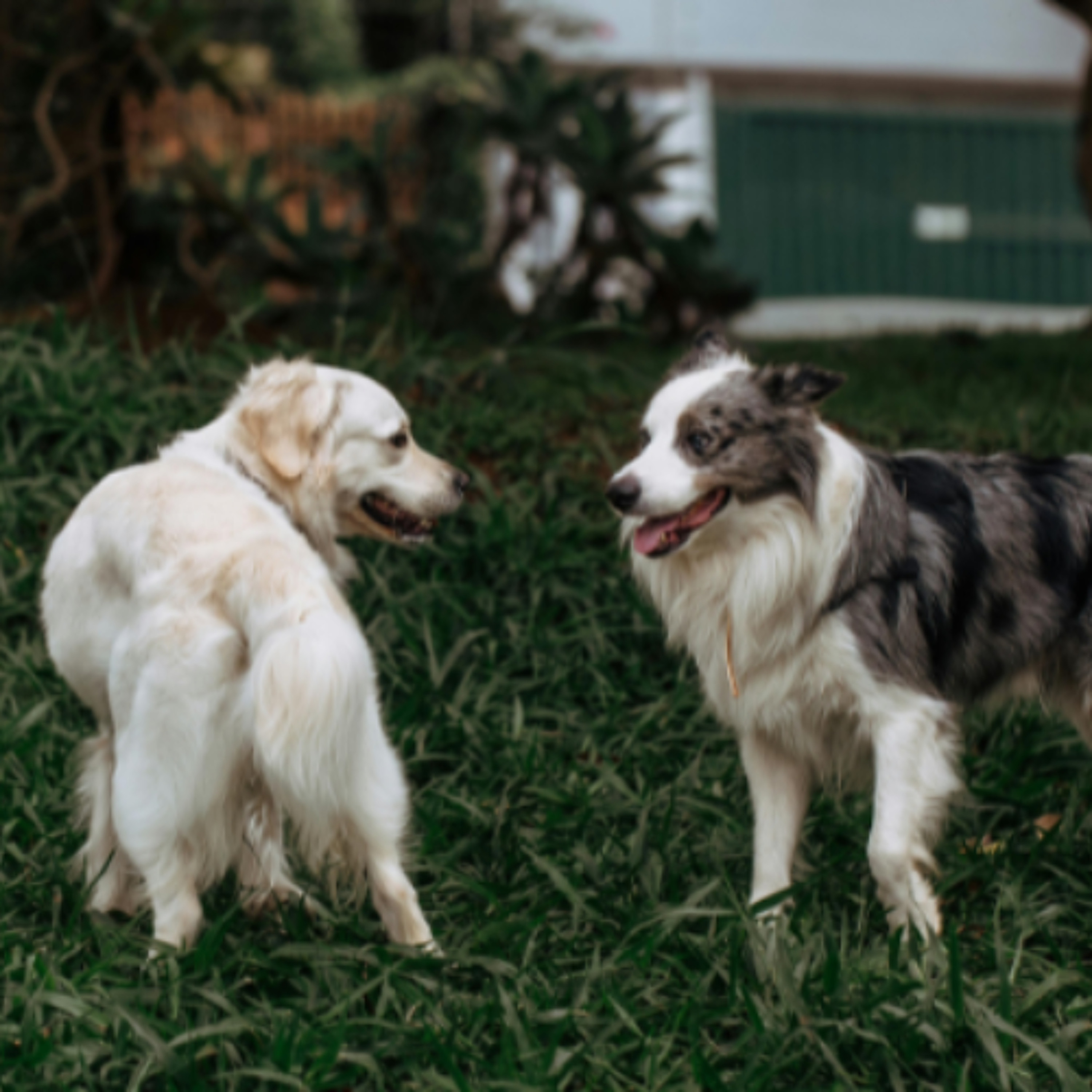 Completion Date Set For Shannon Dog Park episode artwork