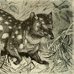 Marori y Tutibú // Verguenza