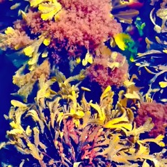 Solo øveopptak utdrag 3