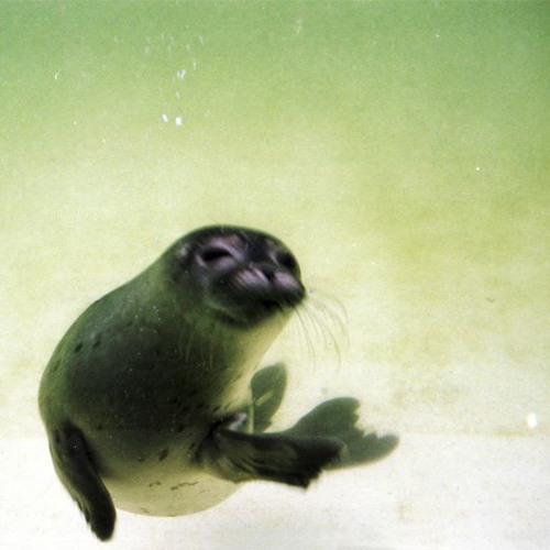 Ruco de Onda: Especial Metatron Rave