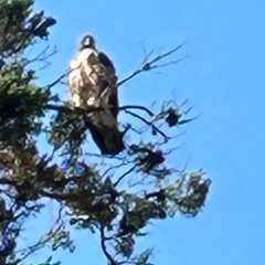 Il Falco (The Hawk)