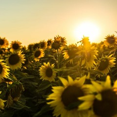 SonnenBlumen Dancer Mix