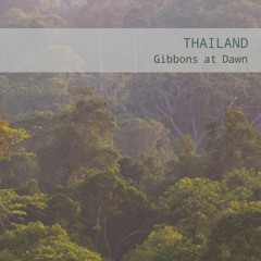 Thailand: Gibbons at Dawn