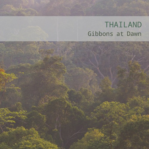 Thailand: Gibbons at Dawn - Album Sample