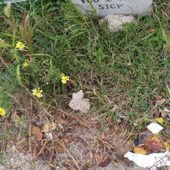 nyn_m0onphases//all.along_cover