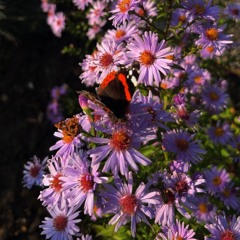 Dunkler Schmetterling