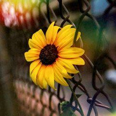 إليك .. كلمات وإلقاء : نبيل الغاوي