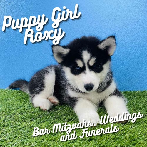 puppy girl roxy