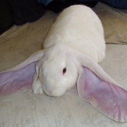 Sxul - Austin powers