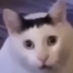 cat techno