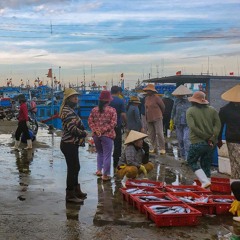 Cảng cá Mỹ Tân_6am_Ninh Thuận 2025