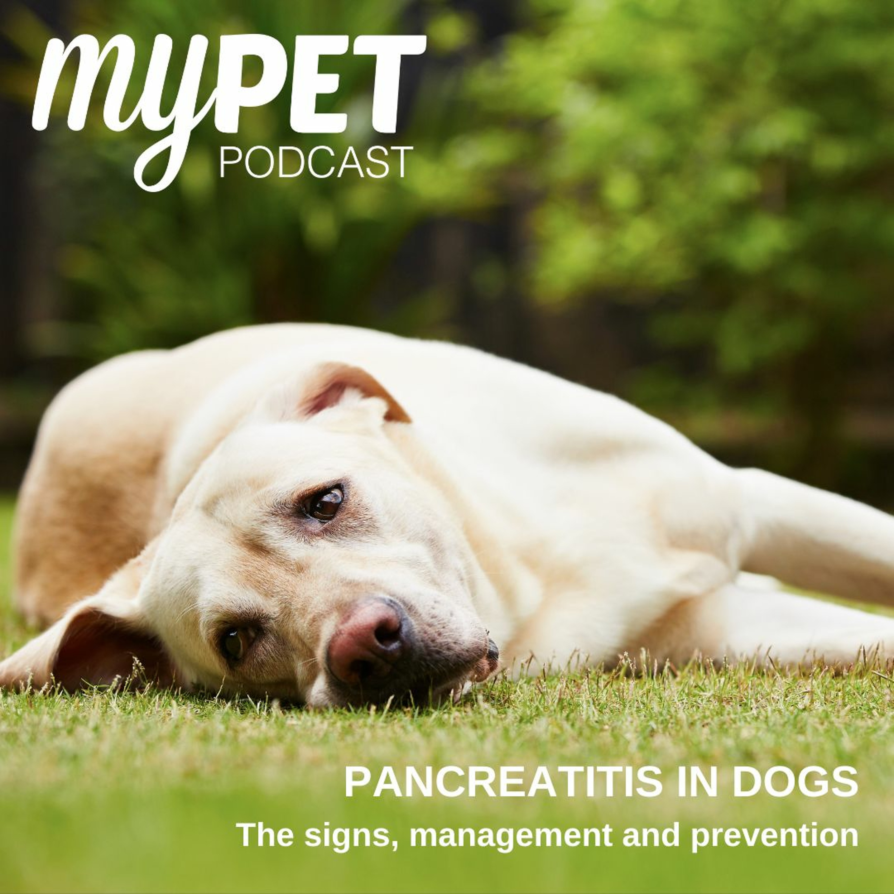 Pancreatitis In Dogs episode artwork