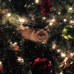 Patella (CHRISTMAS RELEASE)