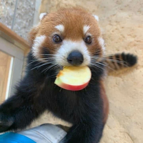 STUPIDD * MÆKINA* 2REMAKE))2022{{*XCLUSIVE