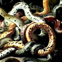 Borderline (Prod. Liltama)