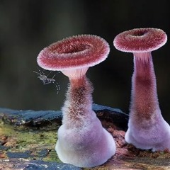 Mushroom sounds
