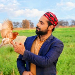 Pashto poetry (Ta zama Kwakh Ye)