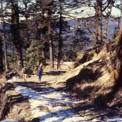 Himalayan Cedars 10-9-23