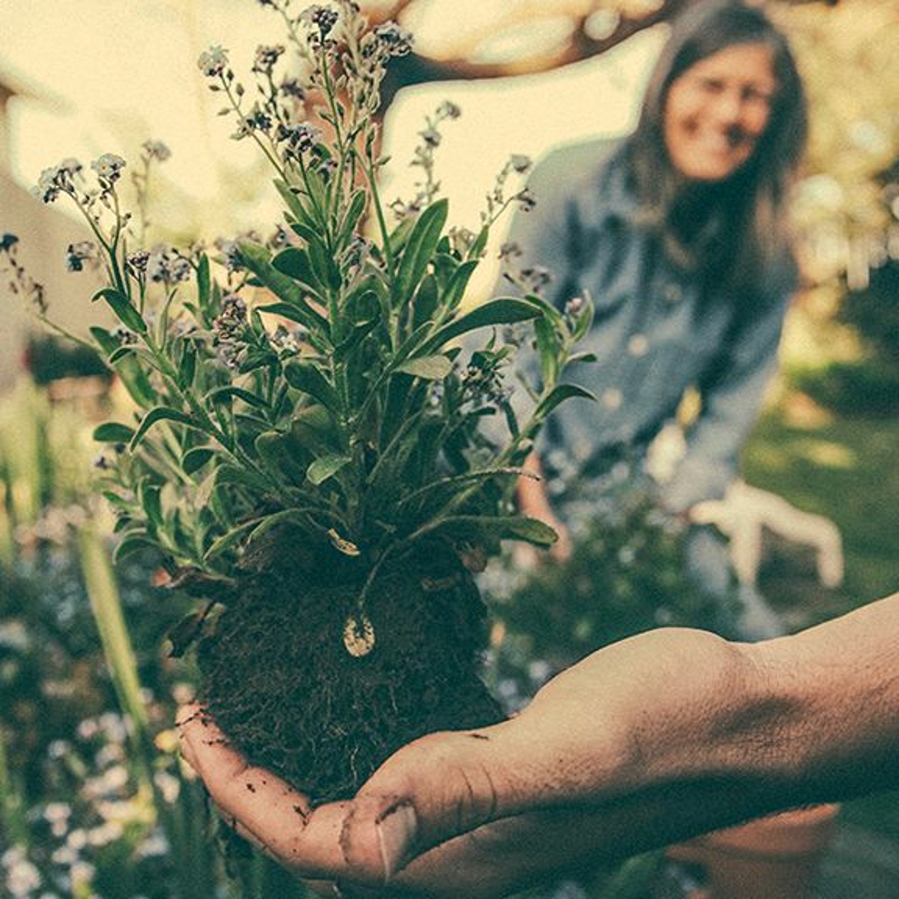 3 Simple Ways to Make your Gardening Easier // Ep1 - Greenwood Nursery Podcast