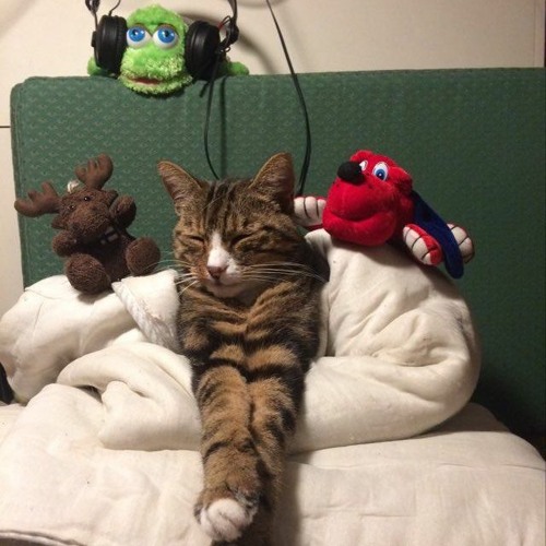 Le Chat - After with Gribs