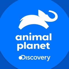 Locução TV - Chamadas programação Animal Planet
