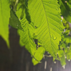 Sudden Rain