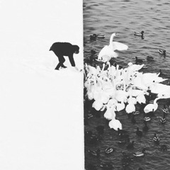 Black Swan [Session XV]
