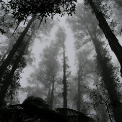 There is a Man in the Woods x David Goggins x Start a Band.mp3
